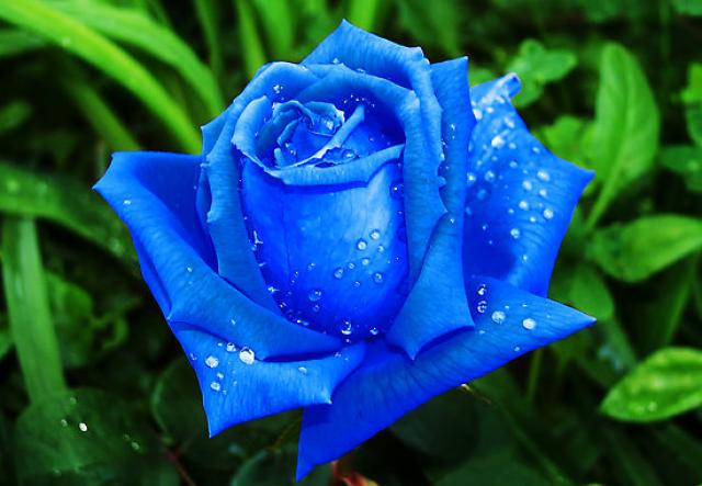 Una Rosa Blu (linguaggio dei fiori) | proxidanblog